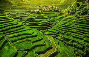 Level 775 answers Rice Terraces