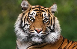 India - Bengal tiger