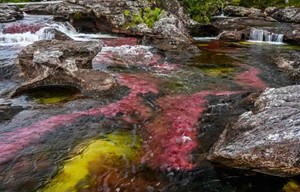 The vibrant colors of Cano Cristales come from the high content of ... like calcium, magnesium and silicon in the riverbed interacting with the Macarenia plants