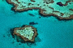 Great Barrier Reef is home to the one _____ of the world's coral