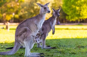 Kangaroos are primary this, which we thought was unique to primates