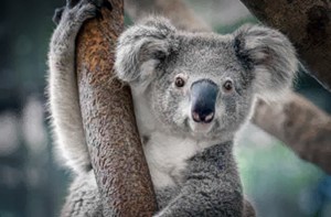 A baby koala is called this, shares name with another icon