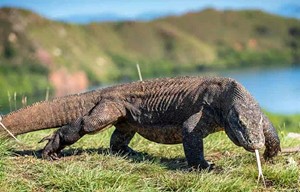 Komodo dragons survive on only a few large meals a ...