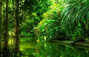 Brazil - Amazon Rainforest