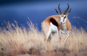 Springbok is the national animal of South Africa, and is a type of... that belongs to the bovid family