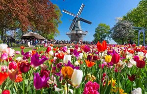 Tulips originate from the Himalaya area and brought to the Netherlands from... around 1560