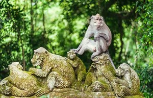 Visitors are advised to maintain a safe distance from the monkeys and avoid direct...